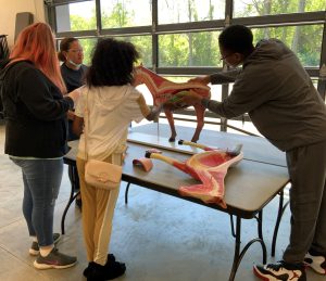 Four students working to assemble a model of an animal