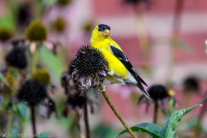 Goldfinches perched on flower stem, looking to the side