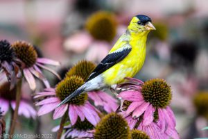 Profile of Goldfinches perched on flower