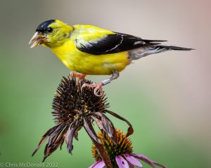 Close photo of Goldfinches perched on cone of flower