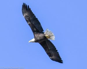 View of eagle flying from behind