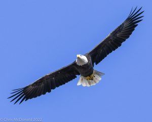 Closer shot of eagle flying