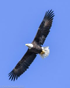 Portrait view of eagle flying