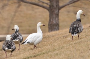 snow geese 2-10-5