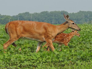 Fawn and mother