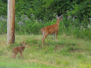 Fawn and mother2