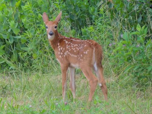 Fawn2