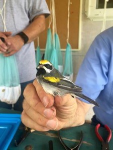 Bird banding