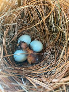 bluebird hatchling and eggs
