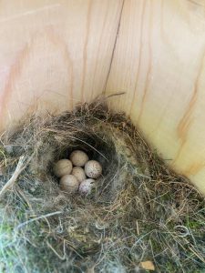 chickadee nest and eggs