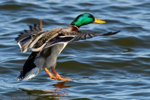 A duck landing in the water