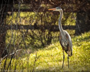 A heron in the grass
