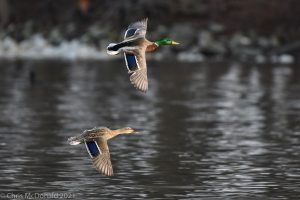 Ducks flying over the water