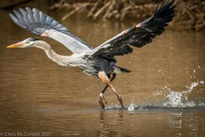 A heron taking flight from water