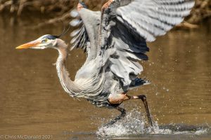 A heron taking off out of the water