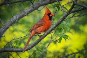 Cardinal perched on a tree branch