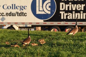 Geese at truck driver training lot
