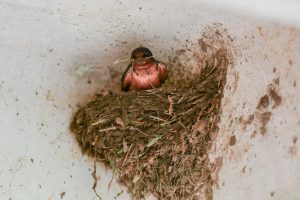 Swallow in nest