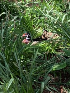 Pair of ducks in tall grass