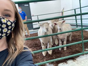 Jordan Elder from WICS takes a selfie with the sheep