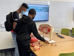 Springfield Urban League youth learning about animal anatomy