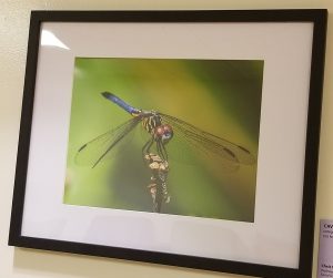 Photo of dragonfly 