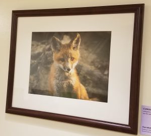 Photo of young fox