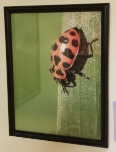 Photo of ladybug called Stop Bugging Me 