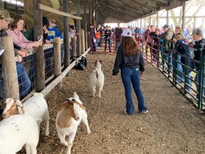 Goats in show ring. Students watching