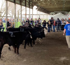 Cattle in show ring. Students watching.