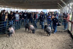 Swine in show ring. Students watching.
