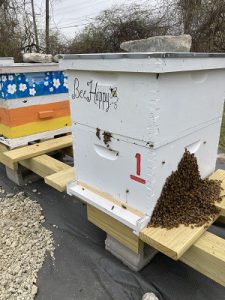 Swarm of bees on apiary