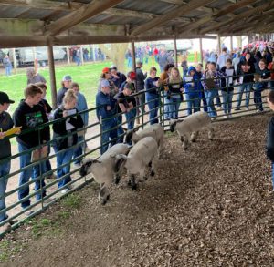 Sheep in show ring. Students watching