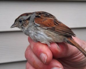 Swamp Sparrow on bander's hand. Small reddish brown bird with white and gray breast feathers