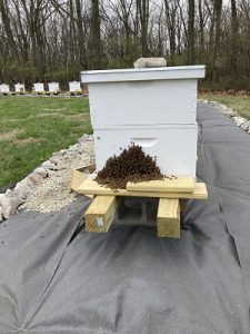 Swarm of bees on side of apiary