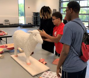 Three students assembling a model of a sheep