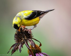 Goldfinches perched on cone of flower with beak down to the cone