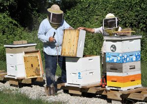 Two individuals in bee keeper outfits at the bee hives