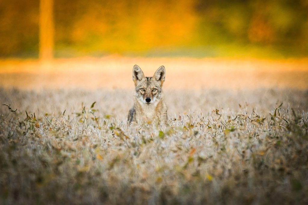 Coyote looking out over soybeans in field