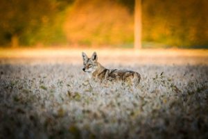 Coyote stopping in field and looking back