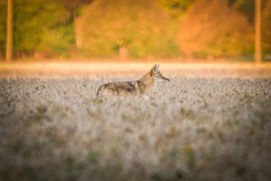 Coyote moving across the field
