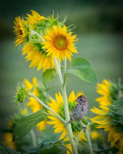 portrait image of bird perched on a sunflower plant