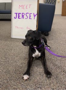 photo of Jersey, a service dog, posing next to a sign that reads "Meet Jersey, therapy dog."