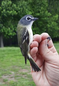 Photo of a Blue-headed Vireo captured/banded at the LLCC Bird Banding Station in May 2024.