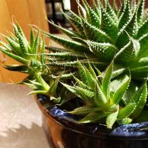 aloe plant pups