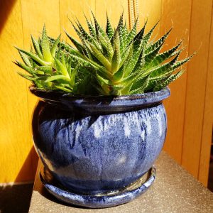 photo of an aloe plant in a blue pot.