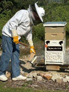 Beekeeper smoking bees in the hive.