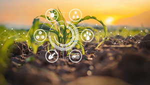 Photo of corn in a field with ag symbols on top of the photo.