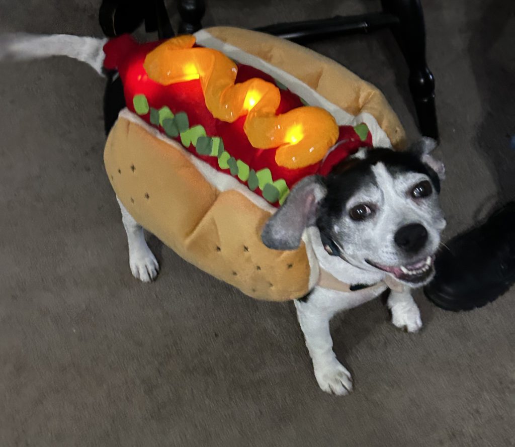 dog in a hot dog costume